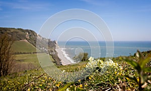 Wild primroses growing on cliff top overlooking rugged sea swept beach