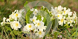 Wild Primroses In Spring