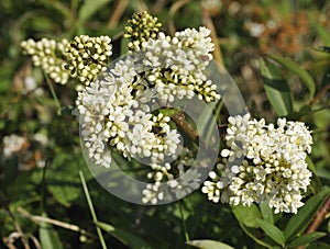 Wild Privet flowers