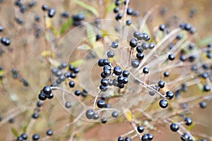 Wild privet fruits closeup