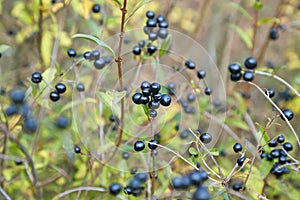 Wild privet fruits closeup