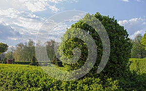 Wild Privet Ligustrum hedge nature texture A sample of topiary art