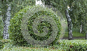 Wild Privet Ligustrum hedge nature texture A sample of topiary art