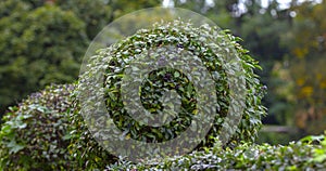 Wild Privet Ligustrum hedge nature texture A sample of topiary art