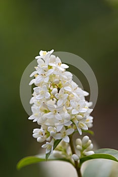 Wild privet - Ligustrum vulgare - beautiful plant