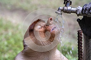 Wild Proboscis monkey or Nasalis larvatus, drinks water of Borneo, Malaysia