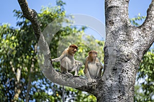 Wild Proboscis monkey or Nasalis larvatus, in rainforest of Borneo, Malaysia