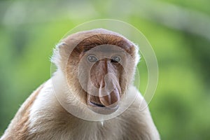 Wild Proboscis monkey or Nasalis larvatus, in rainforest of Borneo, Malaysia