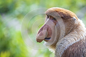 Wild Proboscis monkey or Nasalis larvatus, in rainforest of Borneo, Malaysia