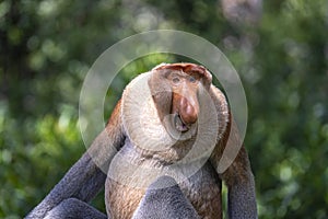 Wild Proboscis monkey or Nasalis larvatus, in rainforest of Borneo, Malaysia