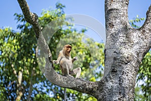 Wild Proboscis monkey or Nasalis larvatus, in rainforest of Borneo, Malaysia