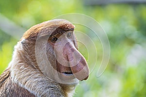 Wild Proboscis monkey or Nasalis larvatus, in rainforest of Borneo, Malaysia