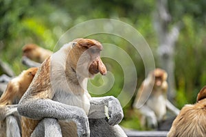 Salvaje monos o en selva de Malasia 