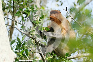 Wild proboscis sitting on a tree.