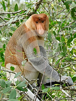 Wild proboscis sitting on a tree.