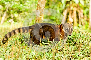 Wild Procyon Cancrivorus Animal photo