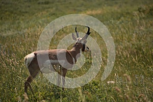 Wild Pronghorn Buck in a Field