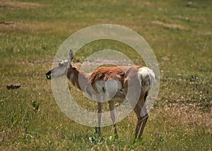 Wild Pronghorn Doe in a Large Field