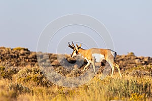 Wild Pronghorn in Wyoming