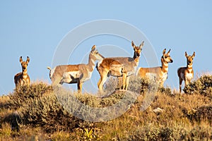 Wild Pronghorns in Wyoming