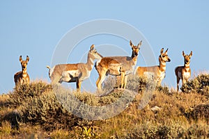 Wild Pronghorns in Wyoming