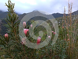 Wild Proteas