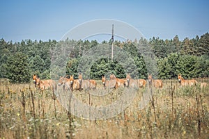 Wild Przewalski horses