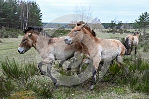 Wild Przewalski horses near a forest chasing each other