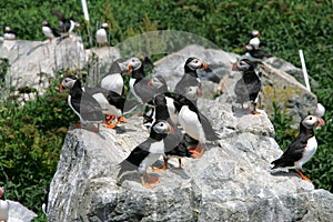 Wild Puffin on Seal Machias island in the North Atlantic