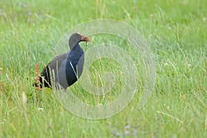 Wild Pukeko on a green meadow