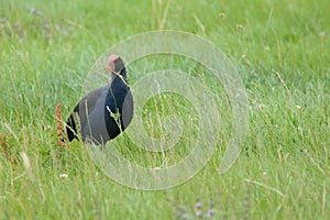 Wild Pukeko in Marlborough Region