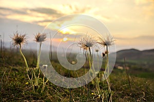 Wild pulsatilla flowere at the and of spring