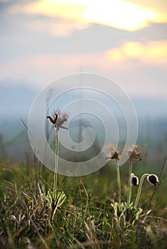 Wild pulsatilla flowere at the and of spring