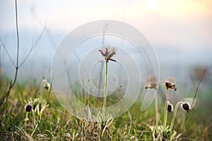 Wild pulsatilla flowere at the and of spring