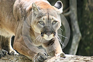 Wild Puma