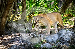Wild Puma