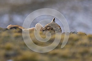 Wild Puma with a hand on his eyes, Torres del Paine National Park,