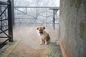 wild puppy small dog sitting on stone floor. Outdoor winter foggy weather. Little homeless dog