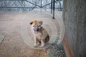 wild puppy small dog sitting on stone floor. Outdoor winter foggy weather. Little homeless dog