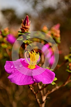 Wild purple blossom in rainy morning.