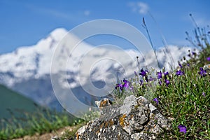 Wild purple bluebell flowers with a view of Mount Kazbek