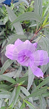 Wild purple canna has purple flowers so it belongs to the acanthaceae family photo