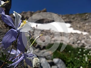 Wild purple columbine flower on mountain in Colorado