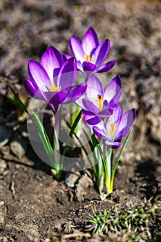 Wild purple crocuses blooming in their natural environment in the forest. Crocus heuffelianus.Purple Flowers in the Forest