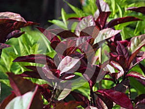 Wild purple Croton plant in tropical Suriname South-America