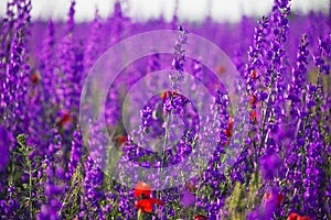 Wild delphinium flowers on blurred background photo