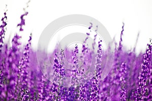 Wild Purple Delphinium Flowers Blurred Background photo