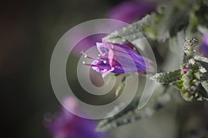 Wild purple flower