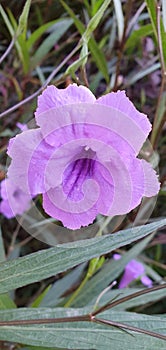 Wild Purple Flower Beautiful at First Glance