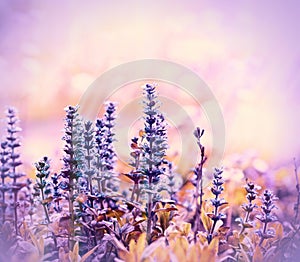 Wild purple flower photo